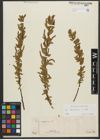Foto von Salix triandra subsp. triandra L.